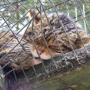 Scottish wild cat at Highland Wildlife Park, 17 May 2010