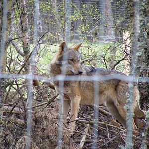European wolf at Highland Wildlife Park, 17 May 2010