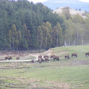 European bisons at Highland Wildlife Park, 17 May 2010