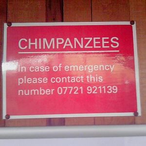 Since when do chimps need a help line??