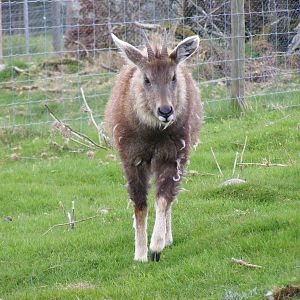 Chinese goral at Highland Wildlife Park, 17 May 2010