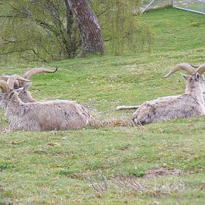 Bharals at Highland Wildlife Park, 17 May 2010