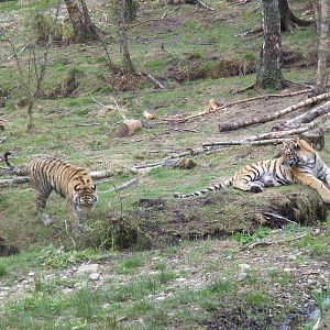 Amur tigers at Highland Wildlife Park, 17 May 2010