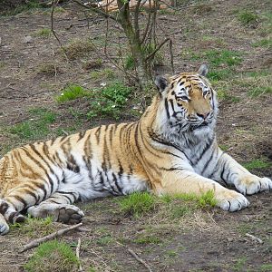 Amur tiger at Highland Wildlife Park, 17 May 2010