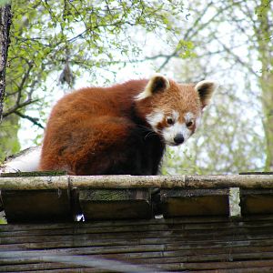 Red panda at Highland Wildlife Park, 17 May 2010