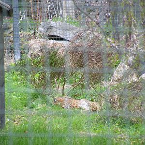 Carpathian lynx at Highland Wildlife Park, 17 May 2010