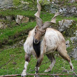 Turkmenian markhor at Highland Wildlife Park, 17 May 2010