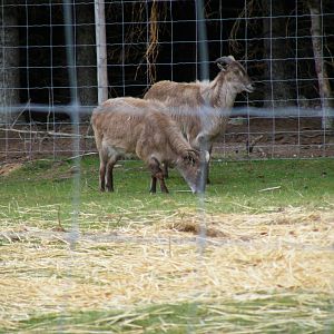 Himalayan tahrs at Highland Wildlife Park, 17 May 2010