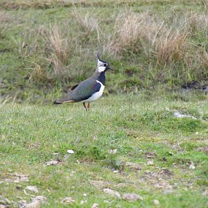 Lapwing at Highland Wildlife Park, 17 May 2010