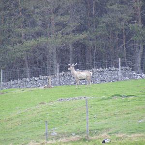 Bukhara deer (Bactrian wapiti) at Highland Wildlife Park, 17 May 2010