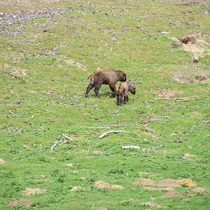 Mishmi takins at Highland Wildlife Park, 17 May 2010