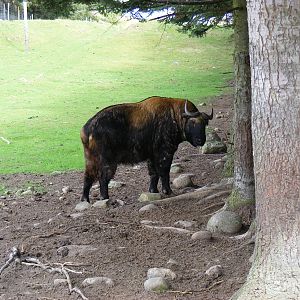 Mishmi takin at Highland Wildlife Park, 17 May 2010
