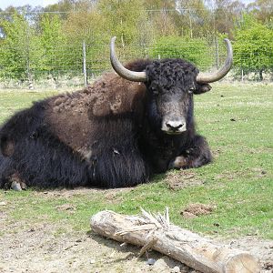 Yak at Highland Wildlife Park, 17 May 2010