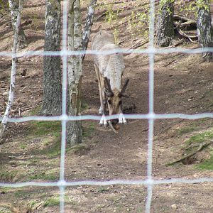 European forest reindeer at Highland Wildlife Park, 17 May 2010
