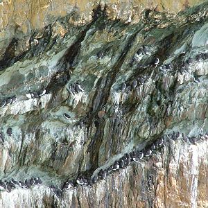 South Stack, Anglesey 16/05/10