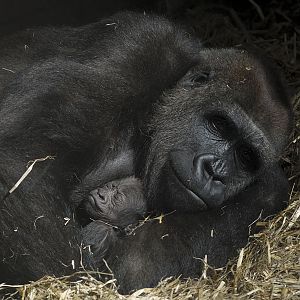 Miliki and infant: closer view