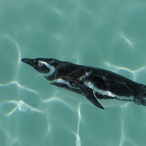 Magellanic penguin underwater