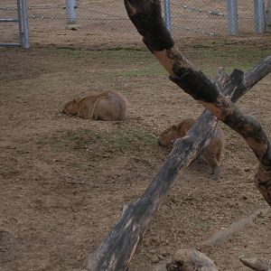 Capybara