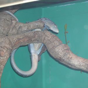 Blue-spotted Tree Monitor 5-17-10