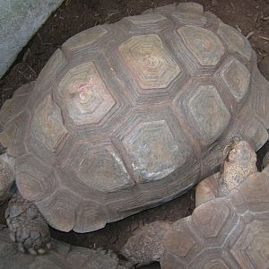 Burmese Brown Tortoise 5-17-10