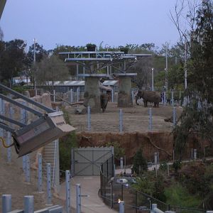 Elephant Odyssey 2009