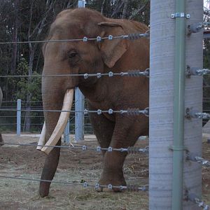 Elephant Odyssey 2009