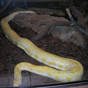 Burmese Python 5-17-10