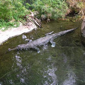 Gharial 5-17-10