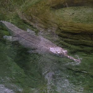 Gharial 5-17-10