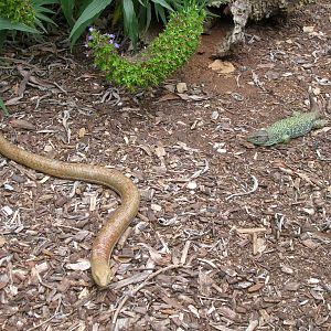Glass & Ocelated Lizards 5-17-10