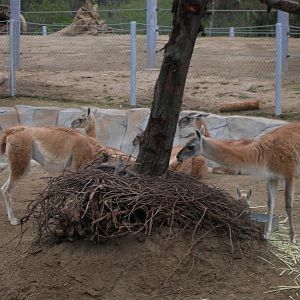 Guanaco - Elephant Odyssey 2009