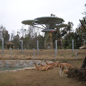 Guanaco - Elephant Odyssey 2009