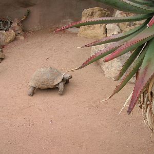 Leopard Tortoise 5-17-10
