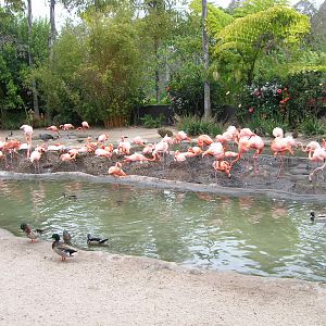 Nesting Flamingos 5-17-10