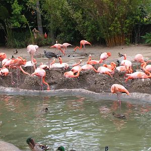 Nesting Flamingos 5-17-10