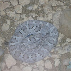 Santa Catalina Island Rattlesnake 5-17-10
