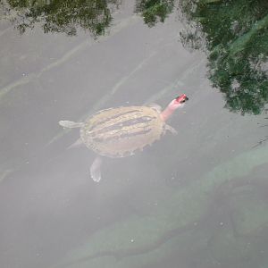 Unknown Aquatic Turtle 5-17-10