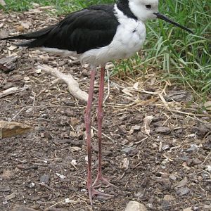 Black-winged Stilt