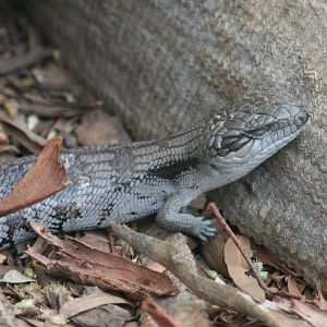Eastern Bluetongue Skink