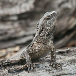 Inland Bearded Dragon