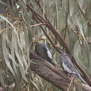 Cockatiels