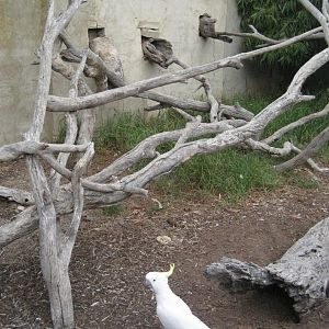 Sulphur-crested Cockatoos