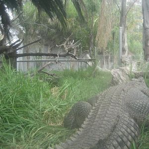 Crocodile enclosure