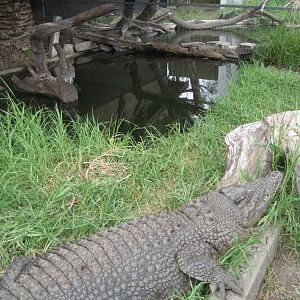 Crocodile enclosure