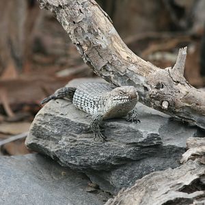 Cunningham's Skink