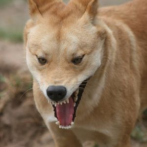 Dingo yawn