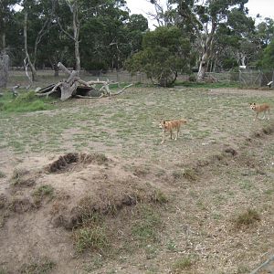 Dingo enclosure