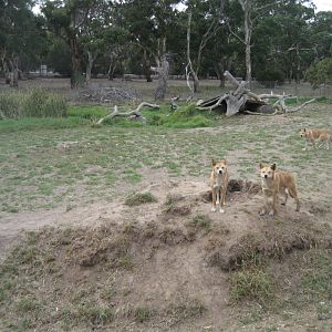 Dingo enclosure