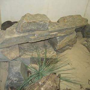 Eastern Brown Snake enclosure