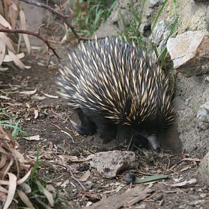 Echidna